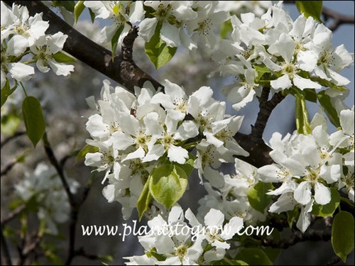(late May early April)